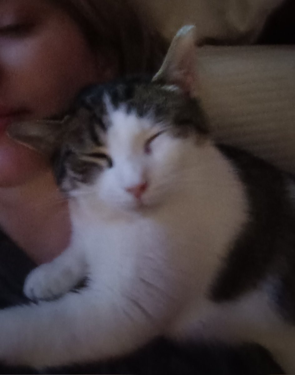 Snark E Smith 😺🐈😺😻🐈🐱🐾😸😼😽😺 tweet media