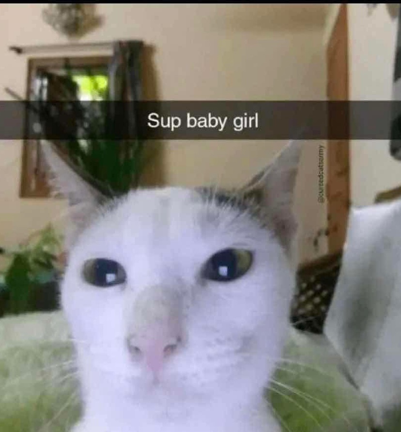 smol silly cat tweet media