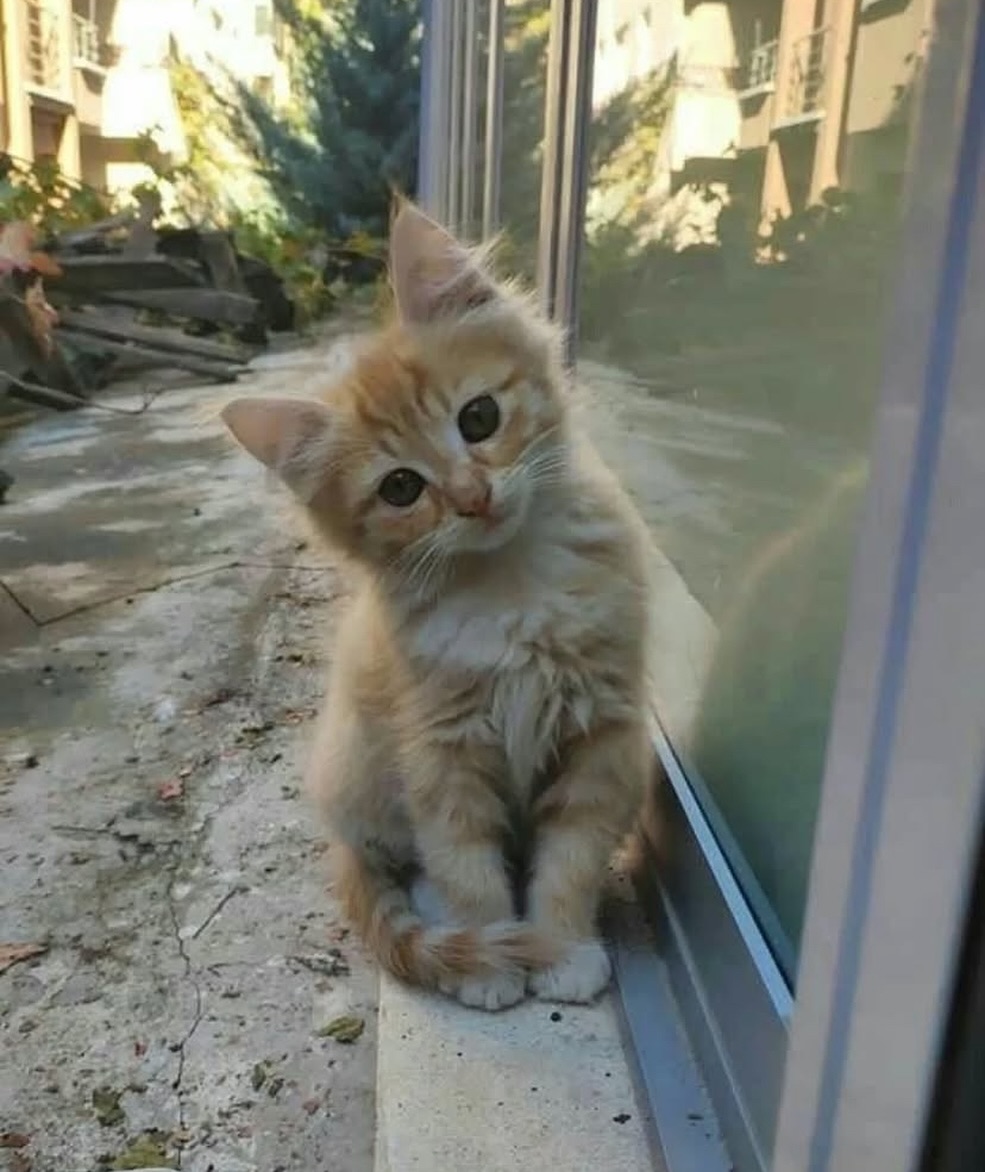 smol silly cat tweet media