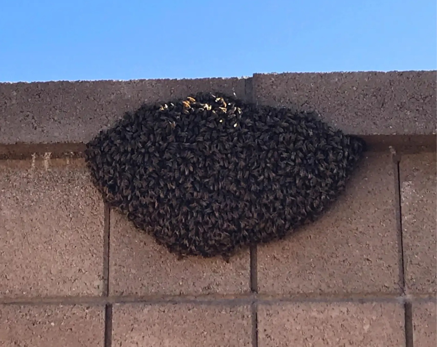 PhxPestControl's tweet image. It’s #PollinatorWeek! 🐝 Pollinators are vital—but not indoors. Varsity safely removes them with care. Be a #ChampionAgainstPests the right way. #VarsityPestControl #ArizonaPestControl #EcoFriendlyPestControl