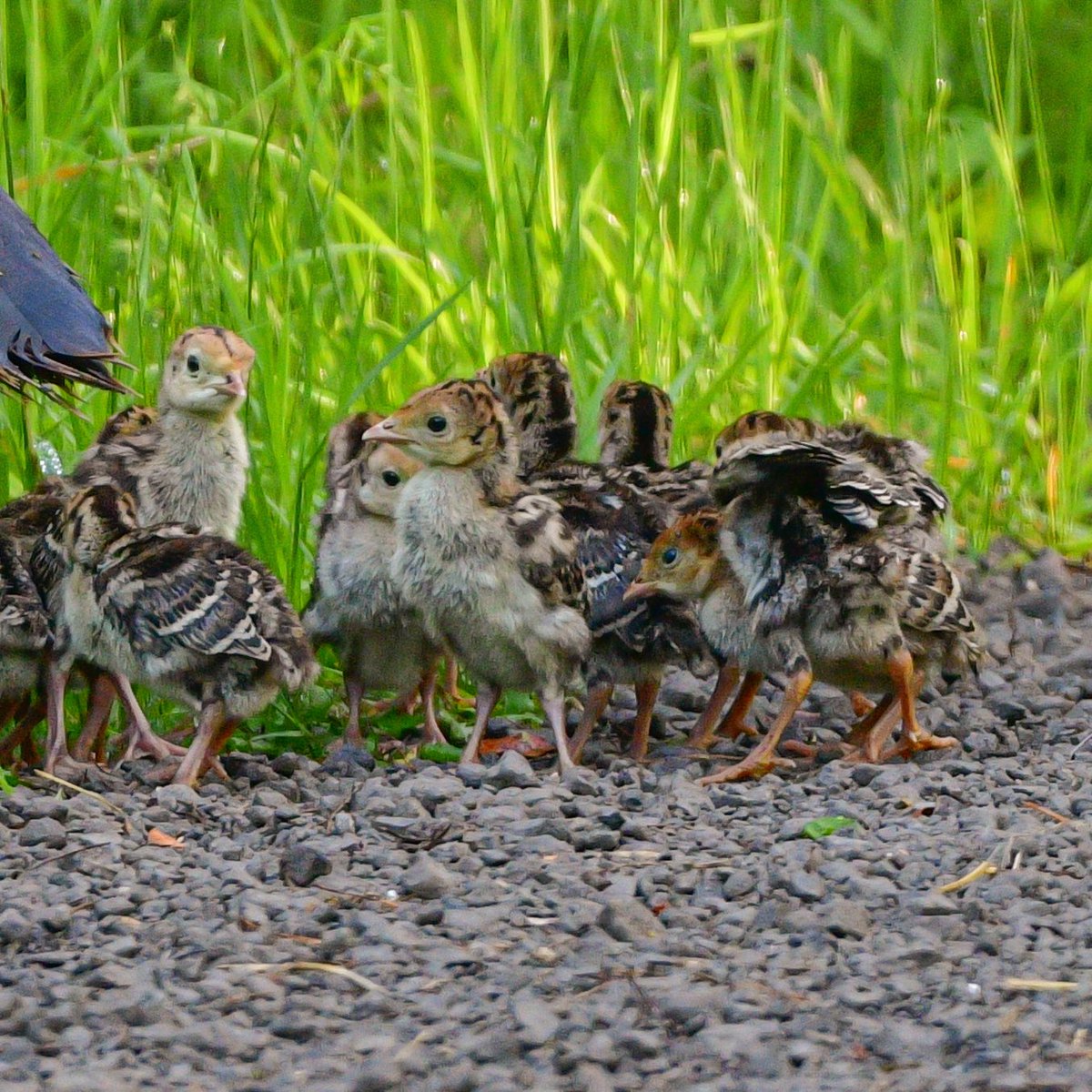 This morning, I came across a Wild Turkey with a sweet young poult. She stood up, and there were 10 more! 🦃 
#DetroitBirdAlly #Birds #BirdTwitter #TwitterBirds