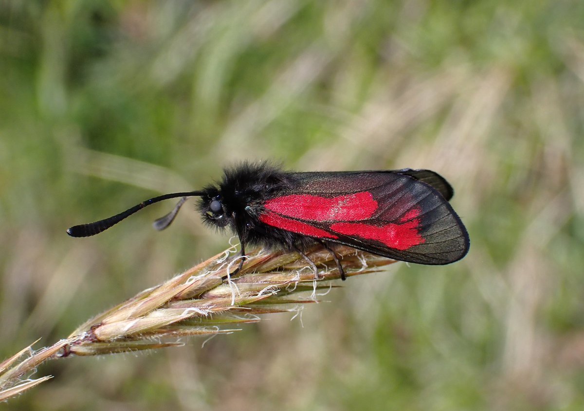 Pleased to stumble upon this Transparent Burnet at Calgary Beach, Mull today. A nationally scarce species and a speciality of this corner of the UK