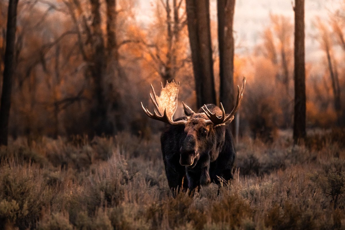 SPEAK UP FOR COLORADO'S WILDLIFE!
🗓️ Deadline: June 6
CPW is updating its strategic plan, and they need YOUR input.
Take 5 mins to fill out this short survey:
👉 engagecpw.org/cpw-strategic-… 
Questions 5 &amp; 6 are key! #EngageCPW #ColoradoWildlife #ConservationMatters

📸 - Eric Phyfer