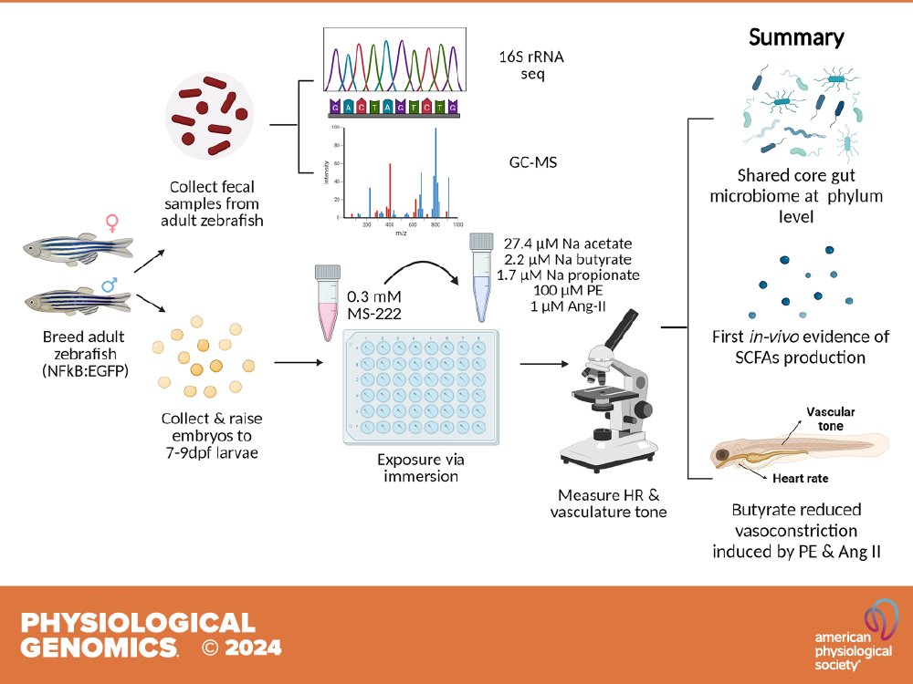 Physiological Genomics (@physiologicalg) on Twitter photo A little sneak peak into the June #ThrowbackThursday, Chronotropic and vasoactive properties of the gut bacterial short-chain fatty acids in larval #zebrafish (Hemaa Sree Kumar et al. <a href="/UToledoMed/">UToledo Medicine</a>):
ow.ly/7ZA350W13yW A little sneak peak into the June #ThrowbackThursday, Chronotropic and vasoactive properties of the gut bacterial short-chain fatty acids in larval #zebrafish (Hemaa Sree Kumar et al. <a href="/UToledoMed/">UToledo Medicine</a>):
ow.ly/7ZA350W13yW