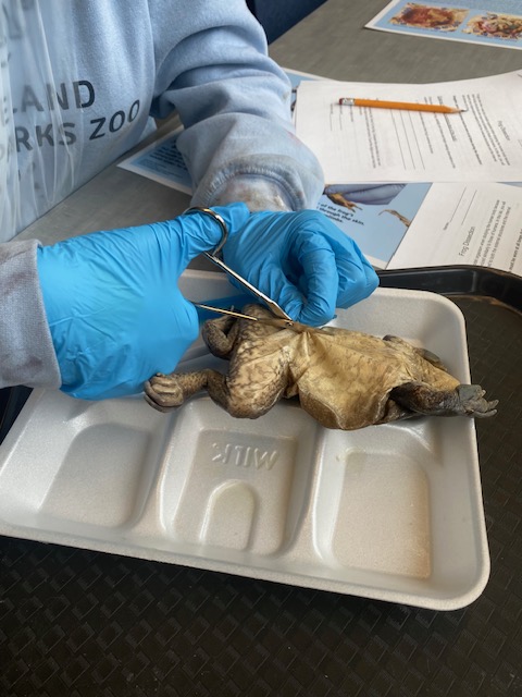 WESchools's tweet photo. ๐ธEMS's 6th graders got to experience with some hands on learning in Science. Learning about anatomy firsthand through dissection is so cool (and maybe a little smelly)! #FrogDissection #mychoicewilloughbyeastlake #WEareonthemove https://t.co/Meac9MxLAM