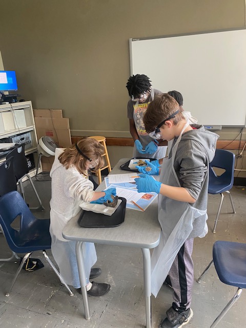 🐸EMS's 6th graders got to experience with some hands on learning in Science. Learning about anatomy firsthand through dissection is so cool (and maybe a little smelly)! #FrogDissection #mychoicewilloughbyeastlake #WEareonthemove
