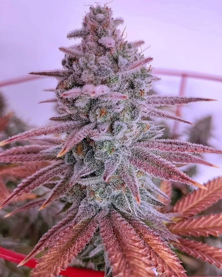 Oregon_bud's tweet photo. Granddaddy Kush https://t.co/u53tedIS7K