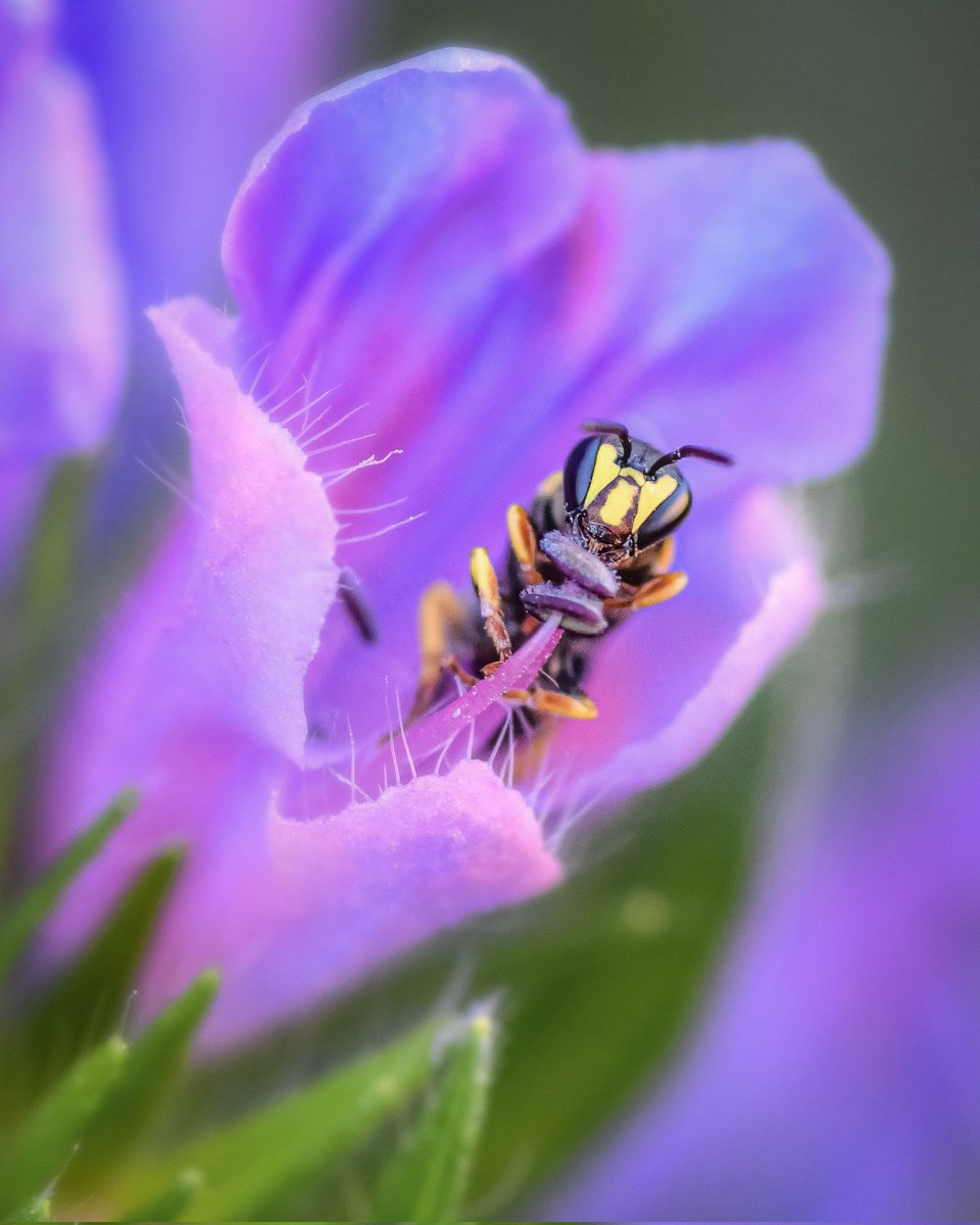 Tenir un jardí ple de flors no és només tenir un jardí ple de flors, és tenir-lo ple de vida.

Com m'agrada poder meravellar-me d'aquests petits detalls de la natura 😍.