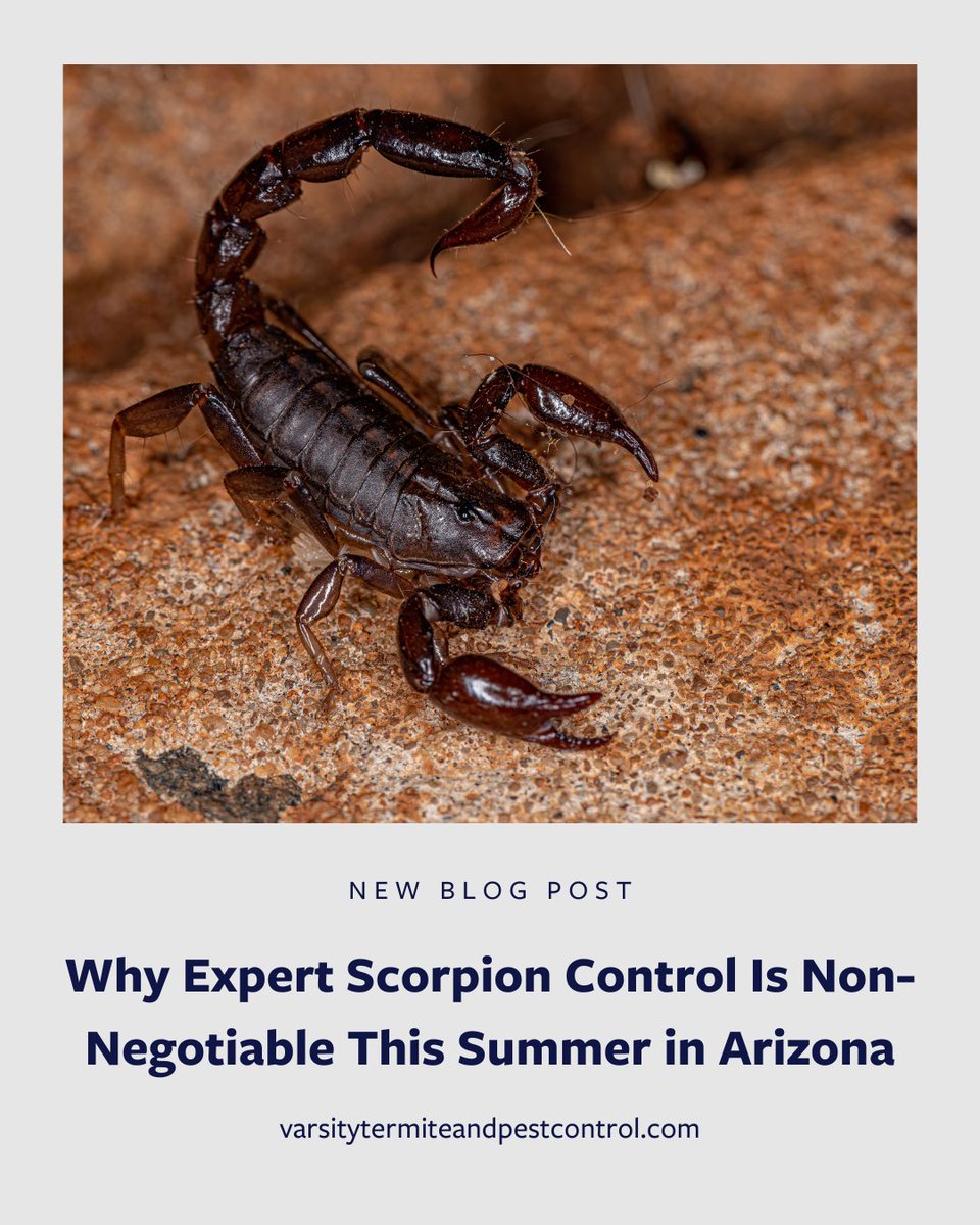 PhxPestControl's tweet image. #Scorpions don’t take summers off! 🦂 Rising temps mean more sightings. Don’t wait—call the pros now! 🔗 Learn why expert control matters: 
varsitytermiteandpestcontrol.com/blog/why-exper…

#ChampionsAgainstPests #VarsityPestControl #ScorpionControl #ArizonaPestControl
