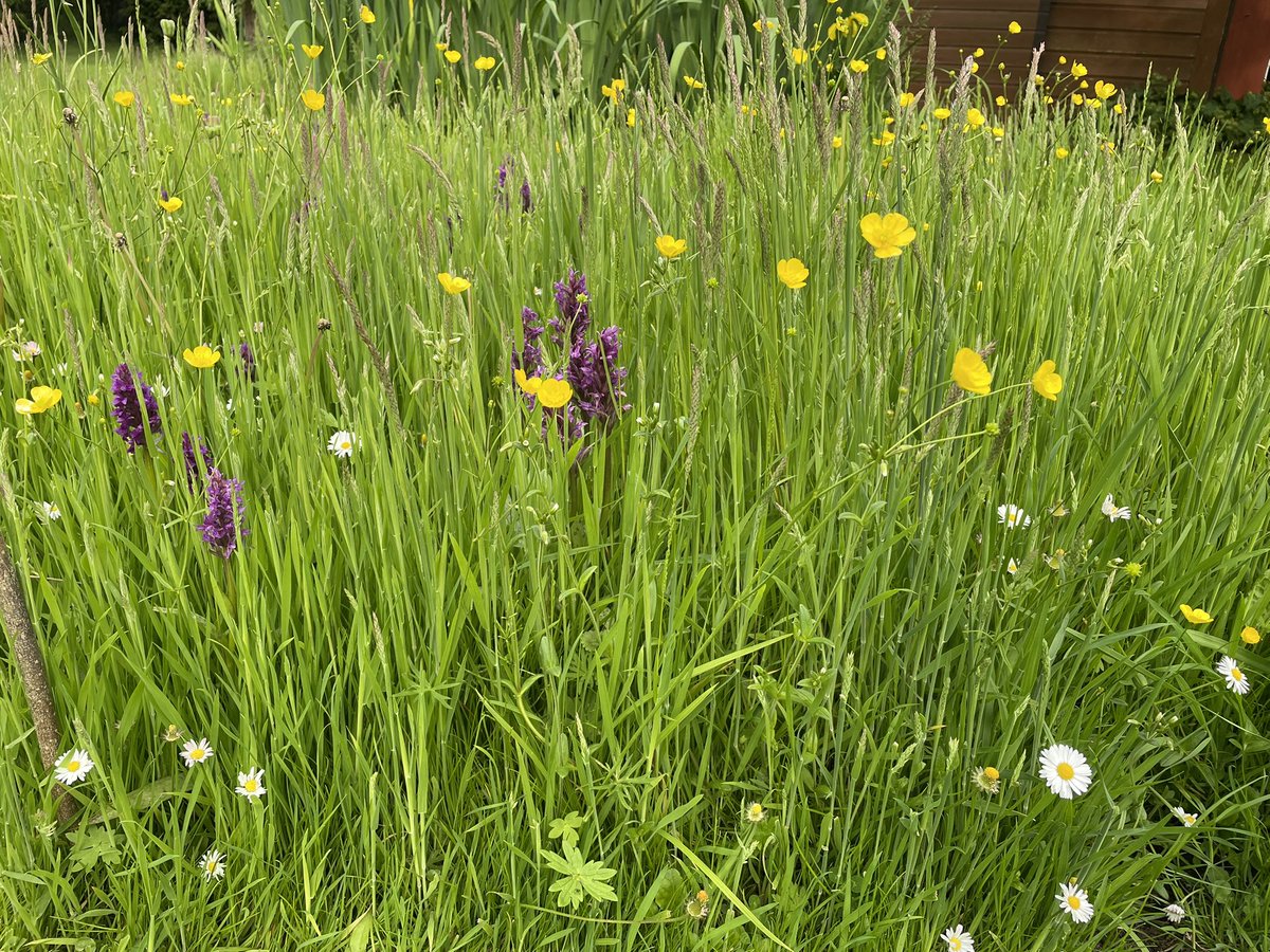 Good evening from a flourishing landscape/ guten Abend von einer blühenden Landschaft!