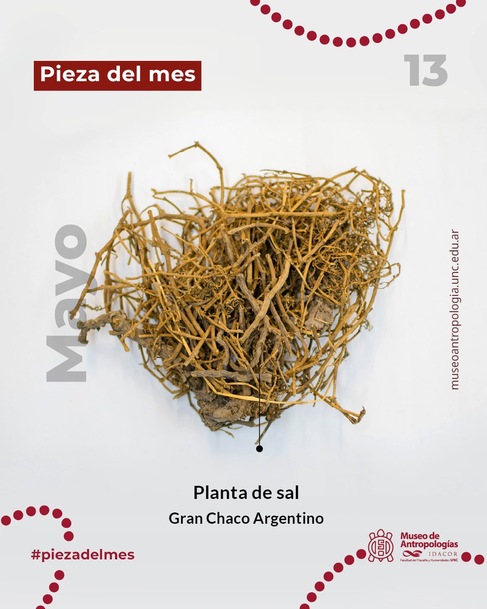 Pieza del Mes de mayo: Planta de sal
 
 Se trata de una especie de planta cosmopolita que habita generalmente en ambientes costeros y también en áreas disturbadas. De ella se obtiene sal de origen vegetal, utilizada por etnias del Gran Chaco: acortar.link/5WBasv