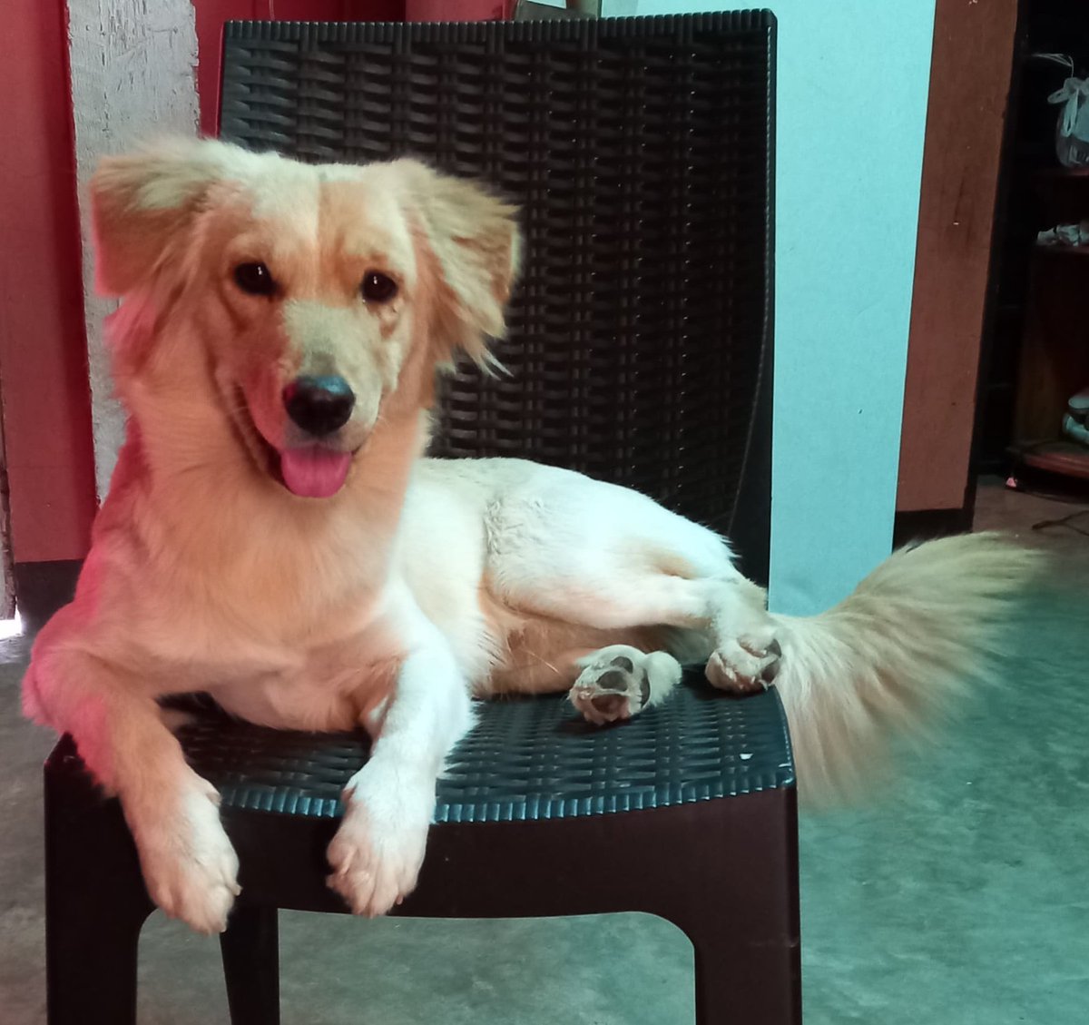 AlertaMePerdi's tweet photo. #PERDIDO #GUAYAQUIL
Nombre: #DUPRACK
Fecha: 29/05/25
Sector: Sur, 23ava. y la Q
Sexo: Macho
Raza: Mestizo
Obsv.: Mediano con cola larga redonda
Contacto: 0963298835
¡Ayúdalo a volver con su familia!
#AlertaMePerdí https://t.co/459zleZebx