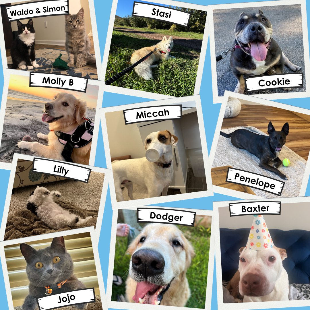Happy National Pet Month! Today we’re shining a spotlight on the pets who bring joy, comfort, and energy to our team. From wagging tails to gentle purrs, they make every day a little brighter. 🐾