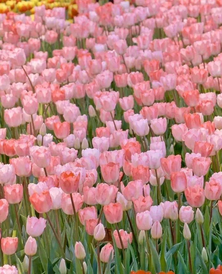 sea of pink tulips 🌷
