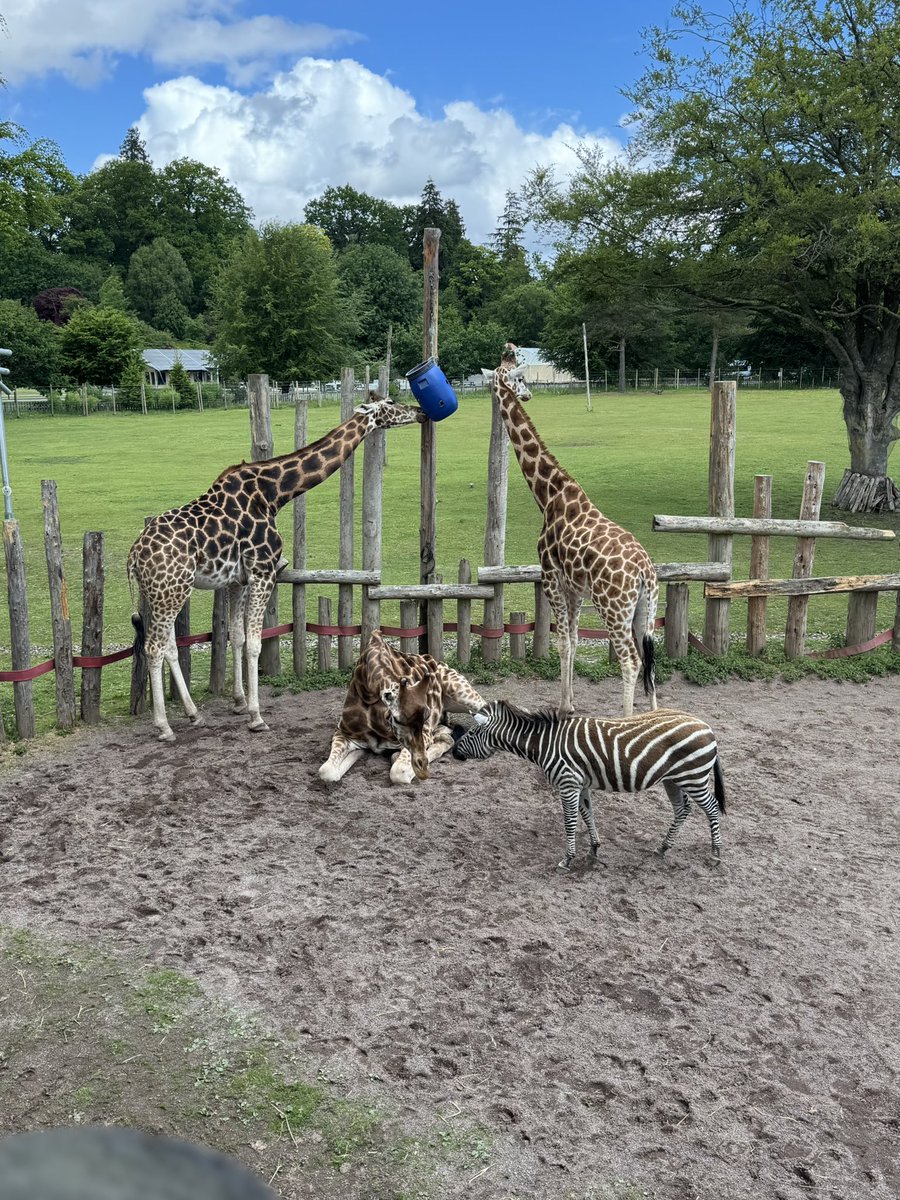 Ross High Business Education tweet media