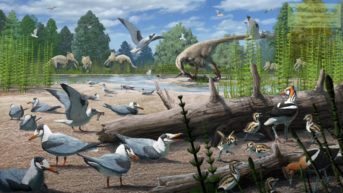 Bird nesting in the Cretaceous! This is the illustration I did for a new paper by Lauren Wilson and colleagues that is published TODAY in Science

The new paper describes an assemblage of fossils that includes both chicks and adults from multiple species of Late Cretaceous birds!