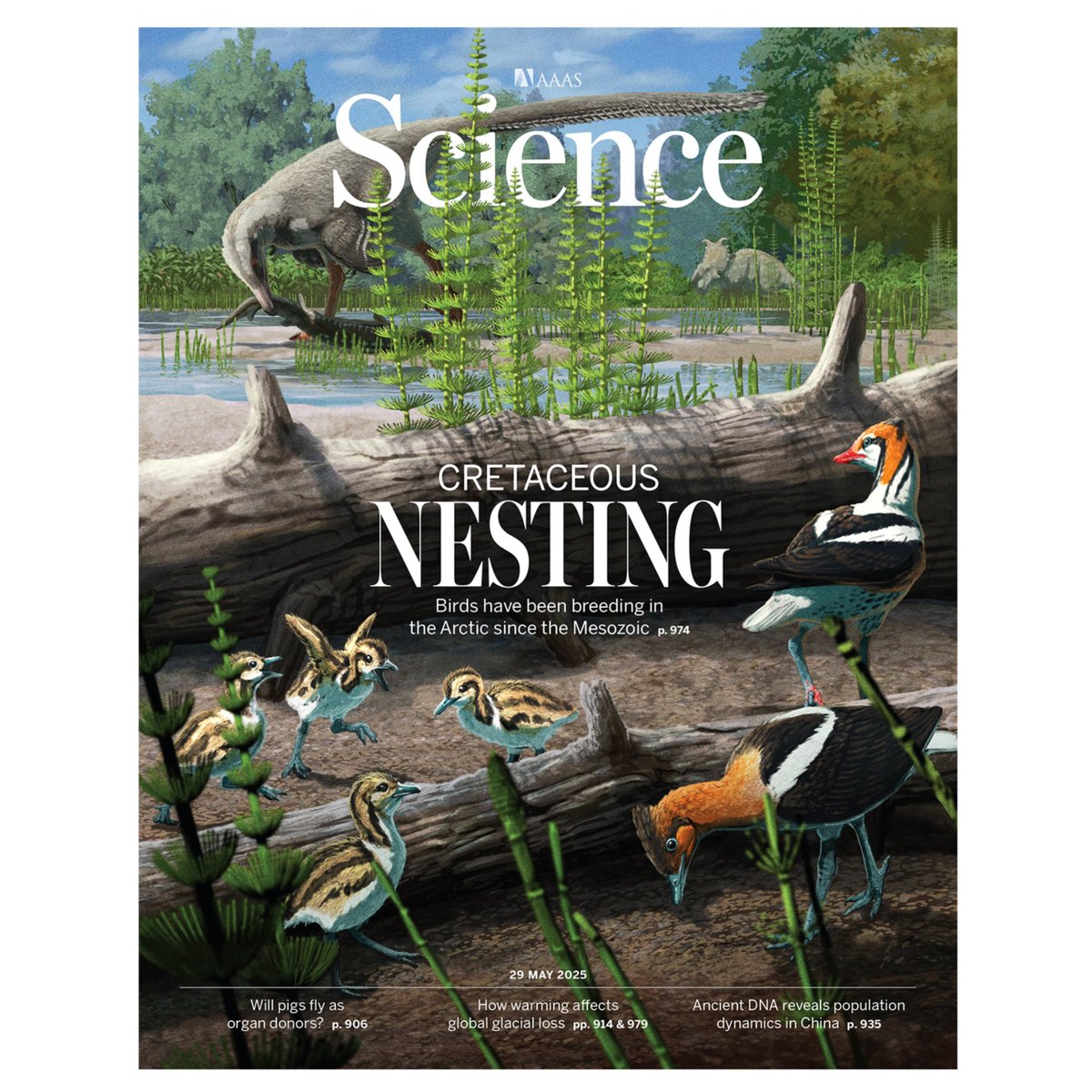 This research suggests that birds have been breeding in Arctic regions for a very, very long time.

Today is also my birthday and I am so happy that the paper and my illustration made the cover of Science! Great present for me! 😋🎂🎉