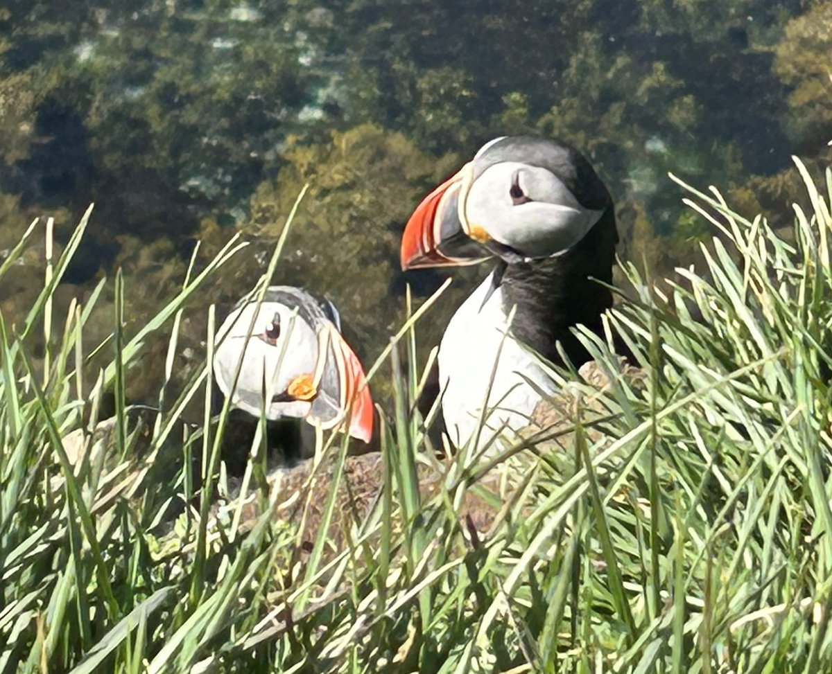 Ik ben voor de 9e keer in IJsland en ein-de-lijk heb ik puffins (papegaaiduikers) van dichtbij gezien! ❤️