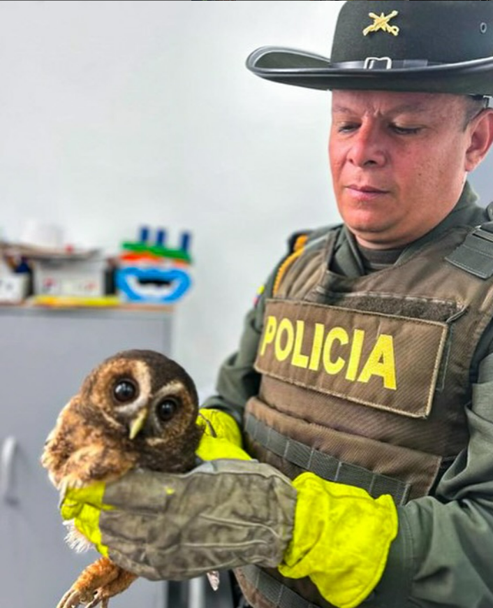 Los invitamos a reportar hechos que perjudiquen los animales: policia.gov.co/proteccion-amb…