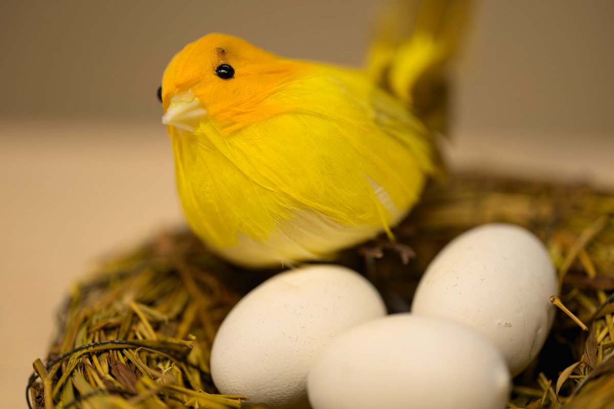 ãŸããã¡ð·åçå¶æ¥œéš (@marumochi511) on Twitter photo ãã¯ããããããŸã(^o^)ïŒ
ãã³ã³ãã©ã¶å€§éªã«ãŠNIKKOR Z MC 105mm f.2.8 VR SãåããŠè©Šãæ®ãããããŠããããŸãããããã¡ããã¡ãè¿ããŸã§å¯ããŠããæåãããã§ããðž
仿¥ãäžæ¥ãã
ïœã£ãšã¬ã²ãšã®ãªãºã ã§ãããããã
#ããªããªã»ã«ã€
#ãã³ã³ãã©ã¶å€§éª
#Nikon #z8 ãã¯ããããããŸã(^o^)ïŒ
ãã³ã³ãã©ã¶å€§éªã«ãŠNIKKOR Z MC 105mm f.2.8 VR SãåããŠè©Šãæ®ãããããŠããããŸãããããã¡ããã¡ãè¿ããŸã§å¯ããŠããæåãããã§ããðž
仿¥ãäžæ¥ãã
ïœã£ãšã¬ã²ãšã®ãªãºã ã§ãããããã
#ããªããªã»ã«ã€
#ãã³ã³ãã©ã¶å€§éª
#Nikon #z8