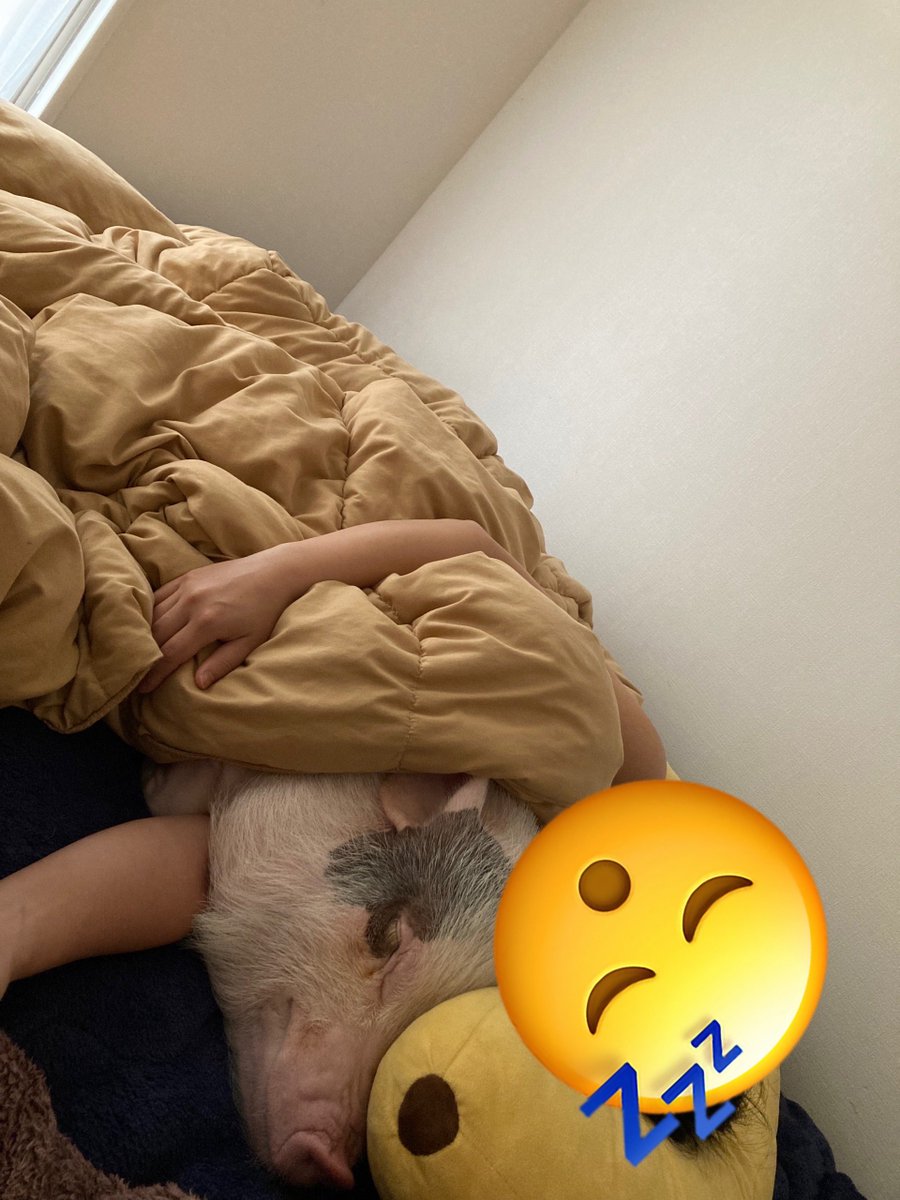 自分から隣に来て寝てくれるところが可愛すぎる。