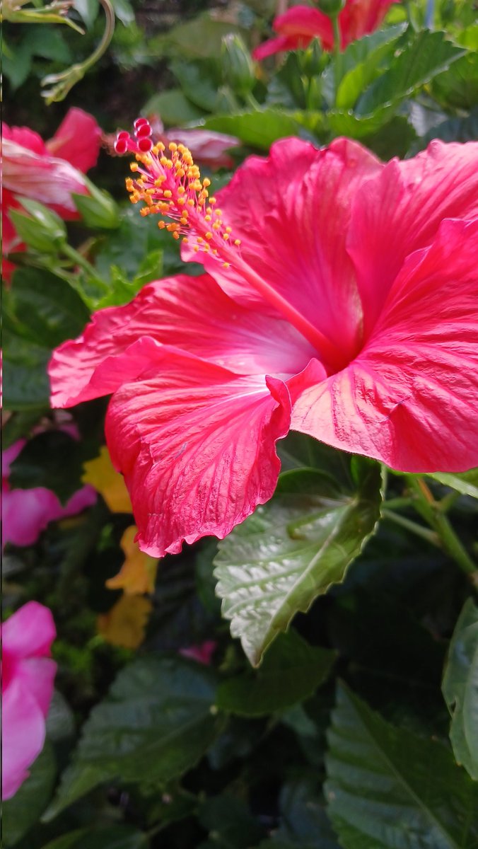 Subrina Winkel (@w_subrinanikki) on Twitter photo 