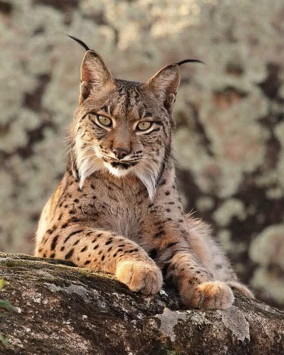Lince ibérico (Lynx pardinus). Animals Planet