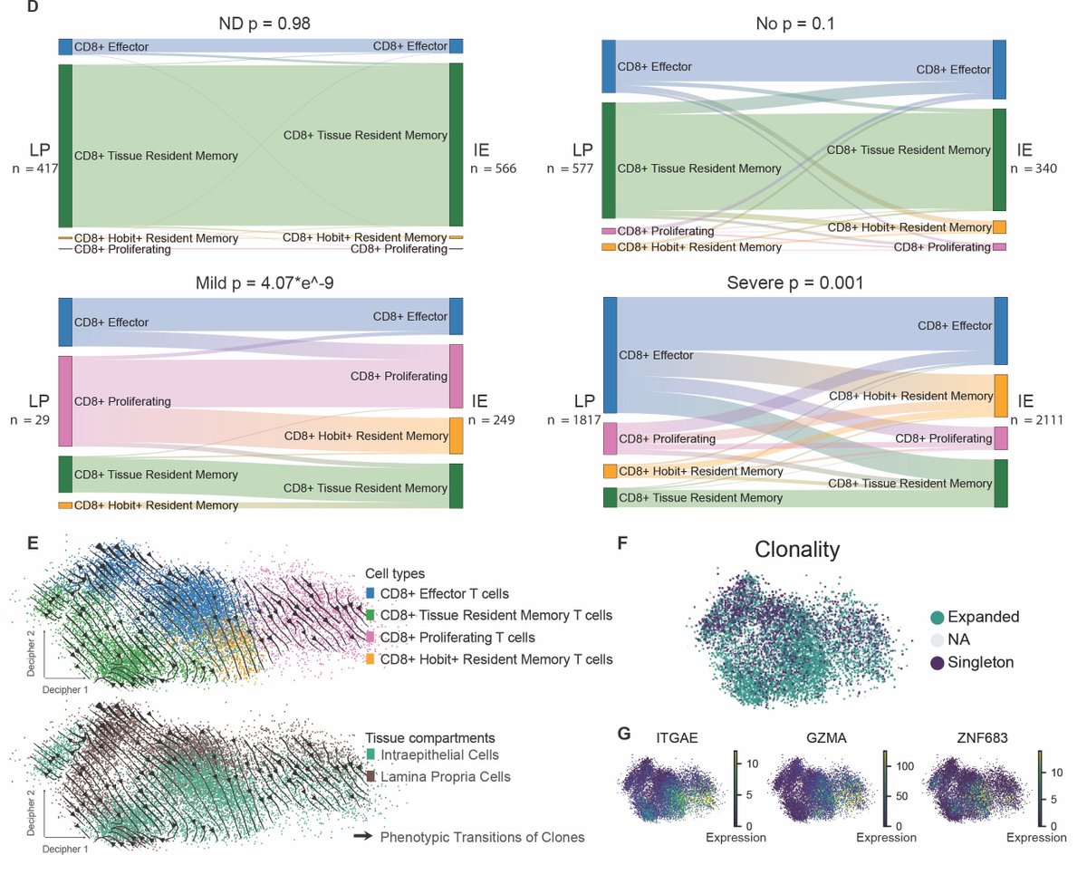 7/🧬
 🧠 Key finding:
👀 Here’s the #Decipher map showing clonal trajectories across tissue compartments. We discovered that #cytotoxic CD8⁺ T cell clones are clonally expanded, change state as they move between #gut layers, and acquire resident memory (#Hobit+Tm) #phenotypes.