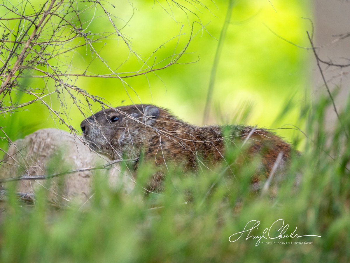 It was Groundhog Day on Randall’s Island last Sunday.
#groundhog #urbanwildlife
