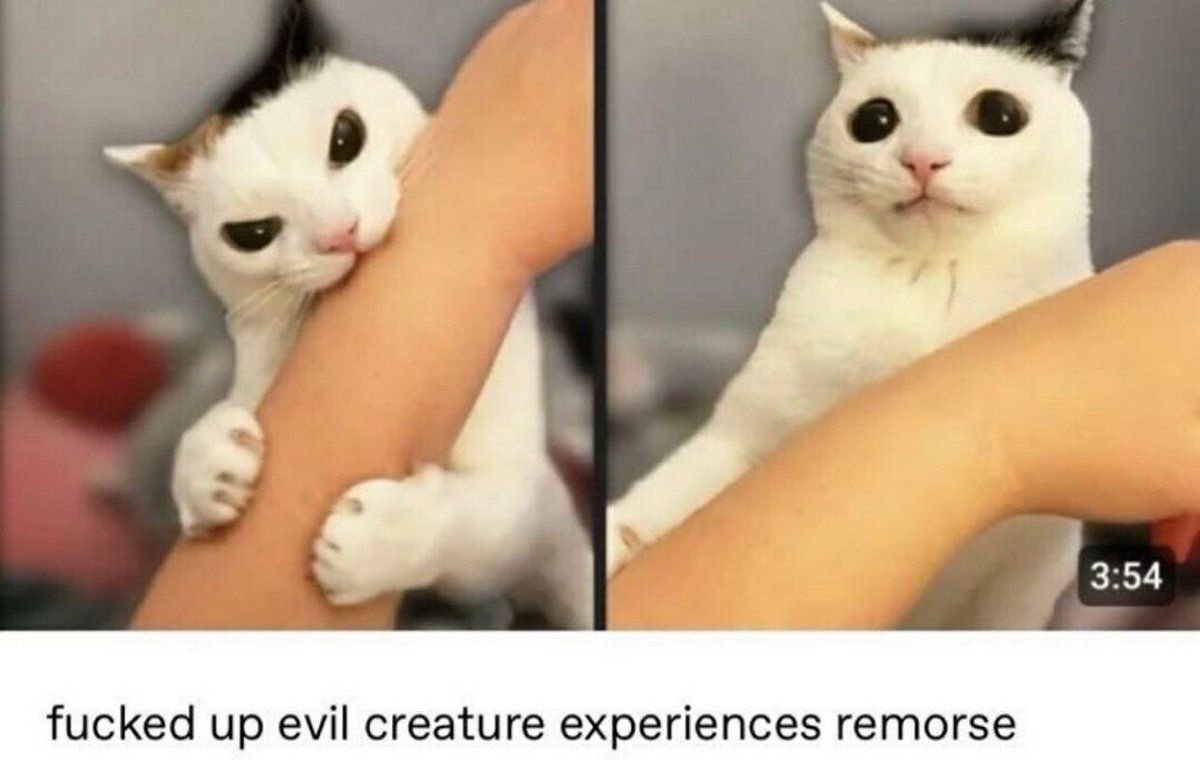 PunchingCat's tweet image. 