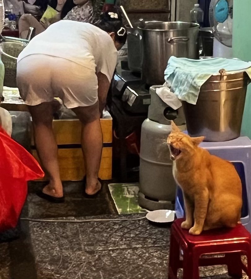 Goldbummer's tweet photo. “i’m begging for foooooood, put some of that sweet bottom in my mooouuuth!.” $chonky https://t.co/HJHtxp41ox