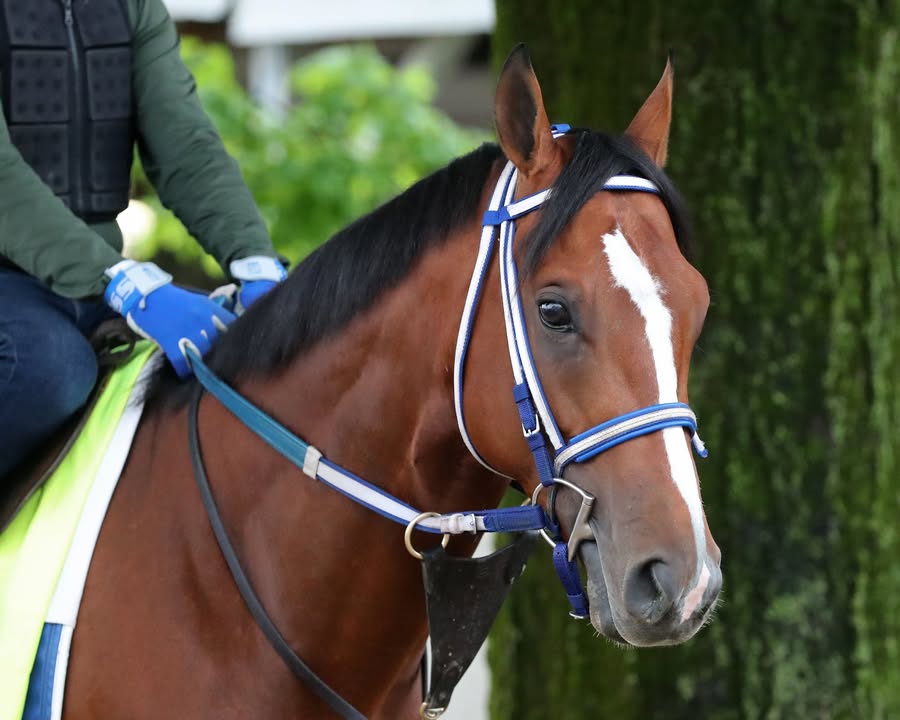 2024 Kentucky Derby winner 🌹 Mystik Dan takes on runners in The Blame (G3) this Saturday at ChurchillDowns. 🏆 #OaklawnAnywhere