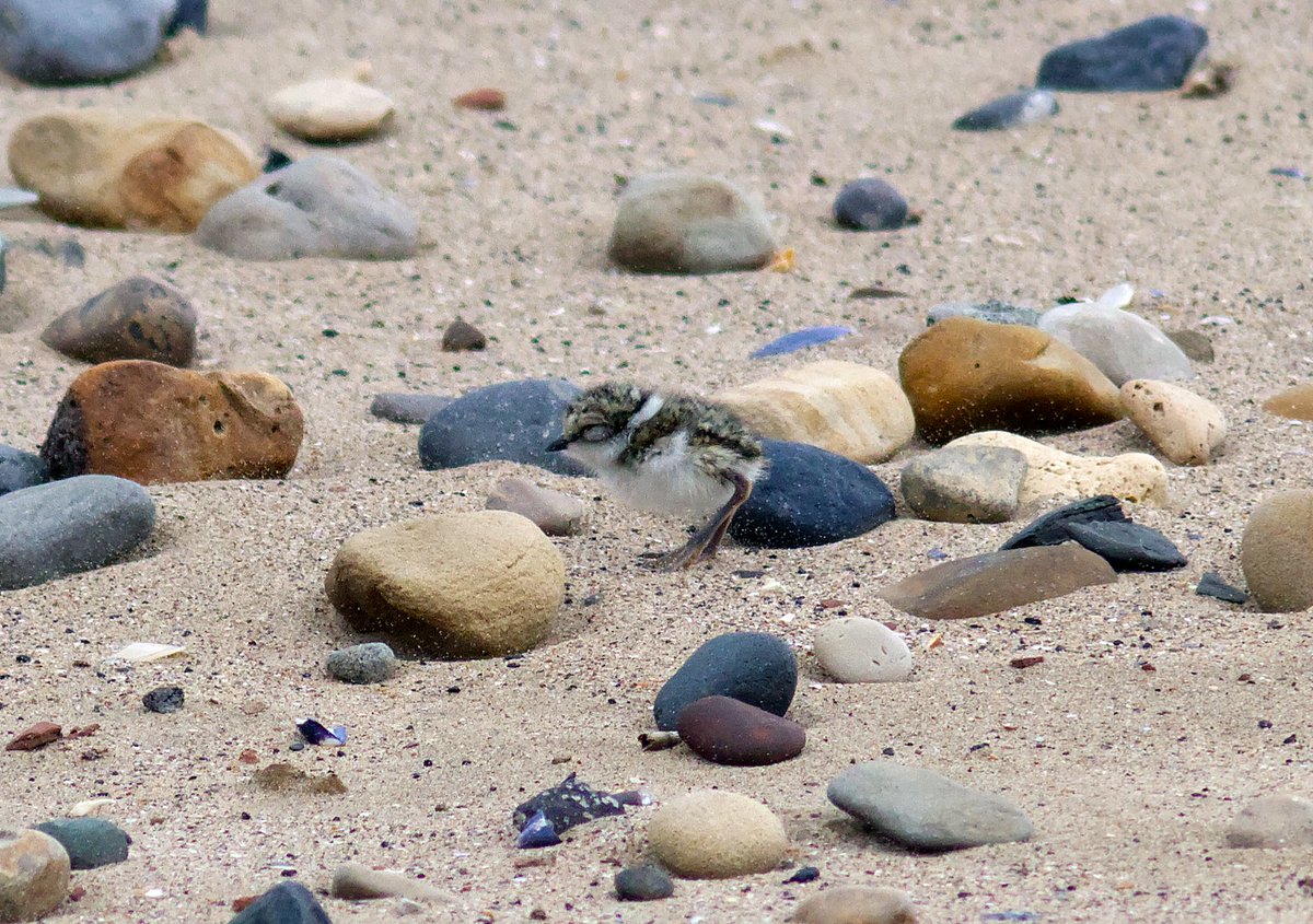 We went to Seaton Carew to see the Little Terns as a distraction from tomorrow's surgery. We also saw a nesting little ringed plover and one of its tiny fledglings  - these two are enlarged to roughly the same scale. <a href="/teesbirds1/">teesbirds</a> <a href="/Natures_Voice/">RSPB</a> <a href="/Woodybirder/">Nick Wright</a> <a href="/Martin_Davis7/">Martin Davis</a>