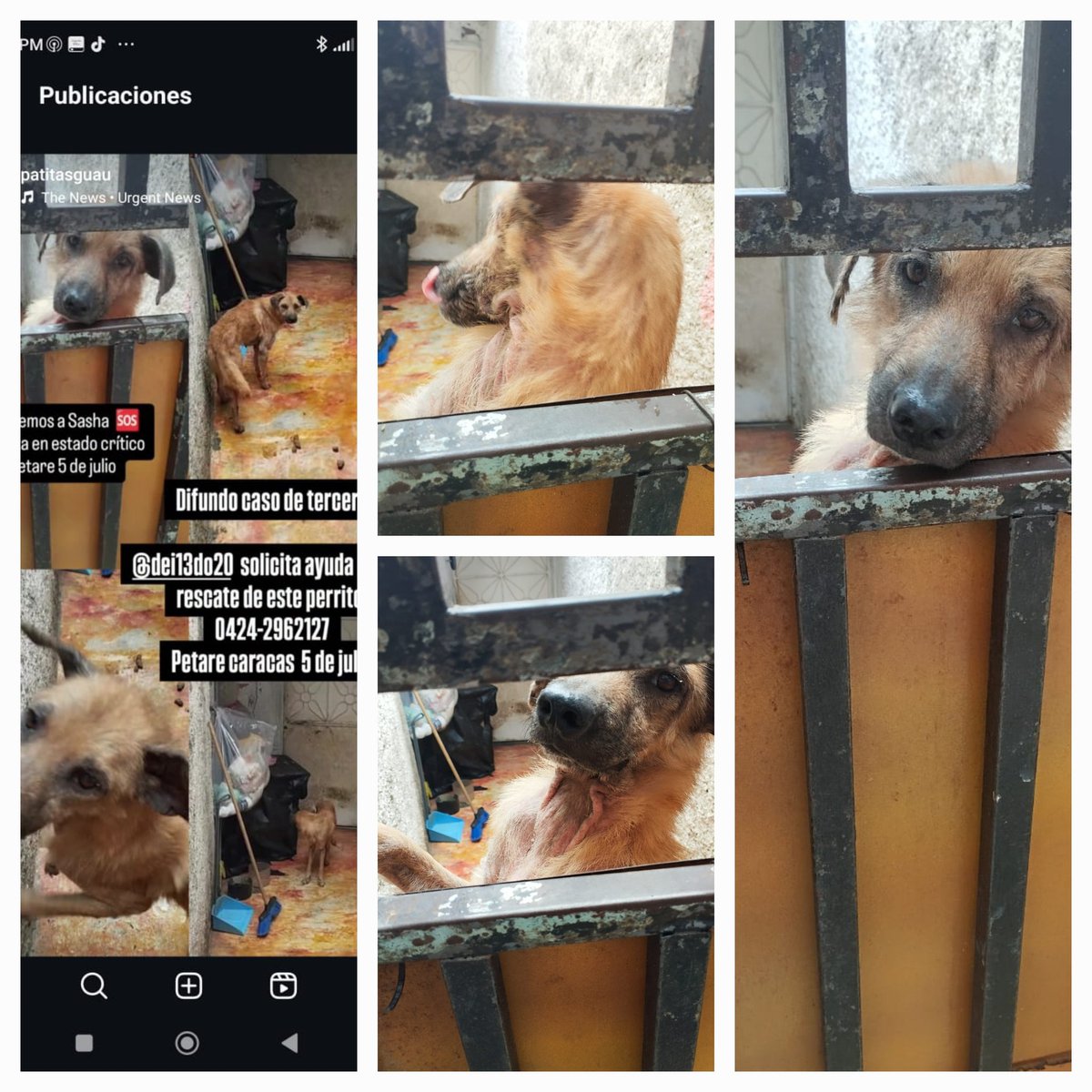 PerroUsuario Wof '•' (@perrousuario) on Twitter photo URGE rescate RP <a href="/Ma_Elisa_G/">#VzlaEntrampadaEntreDuplaMudPsuv🇻🇪🇻🇪</a>: 🆘️🆘️AAAUUUUXIILIOOOO URGE RESCATE DE ESA👇🏻PERRA ,HAY VIDEO DONDE ESTÁ CON SUS HECES, NO TIENE ESPACIO, ESTÁ CONFINADA Y CADA DIA SE DETERIORA MÁS,NO LA ATIENDEN, 5 de julio/Petare/Caracas, 04242962127🆘️ URGE rescate RP <a href="/Ma_Elisa_G/">#VzlaEntrampadaEntreDuplaMudPsuv🇻🇪🇻🇪</a>: 🆘️🆘️AAAUUUUXIILIOOOO URGE RESCATE DE ESA👇🏻PERRA ,HAY VIDEO DONDE ESTÁ CON SUS HECES, NO TIENE ESPACIO, ESTÁ CONFINADA Y CADA DIA SE DETERIORA MÁS,NO LA ATIENDEN, 5 de julio/Petare/Caracas, 04242962127🆘️