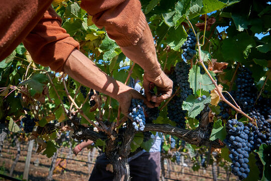 🇨🇱🍷🇧🇷 ¡Buenas noticias para el #HORECA en Chile! El vino chileno está triunfando en Brasil, abriendo oportunidades para el turismo. Más info en Guía Horeca: guiahoreca.cl/?id=1253&idNot… #VinoChileno #Chile #Brasil