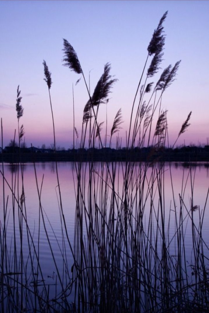 HossainNilofar's tweet image. .

The need 
  for grace
    and dignity.

💜