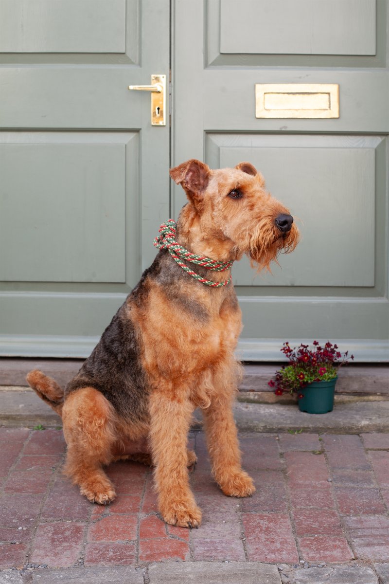 Catherine Hills (@chillsjewellery) on Twitter photo Missing our home in the Pantiles - this beautiful house is just around the corner from my Tunbridge Wells shop. We’ll be home later this month which currently feels bitter sweet
#dogintheshop #doglifestyle Missing our home in the Pantiles - this beautiful house is just around the corner from my Tunbridge Wells shop. We’ll be home later this month which currently feels bitter sweet
#dogintheshop #doglifestyle