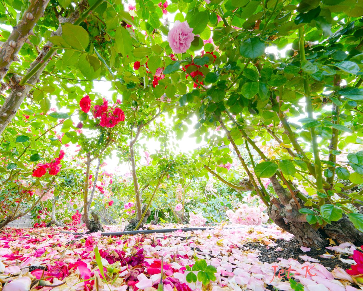 😀おはようございます😀

兵庫県尼崎市　#水明公園 にて

🌸花びらの絨毯🌸