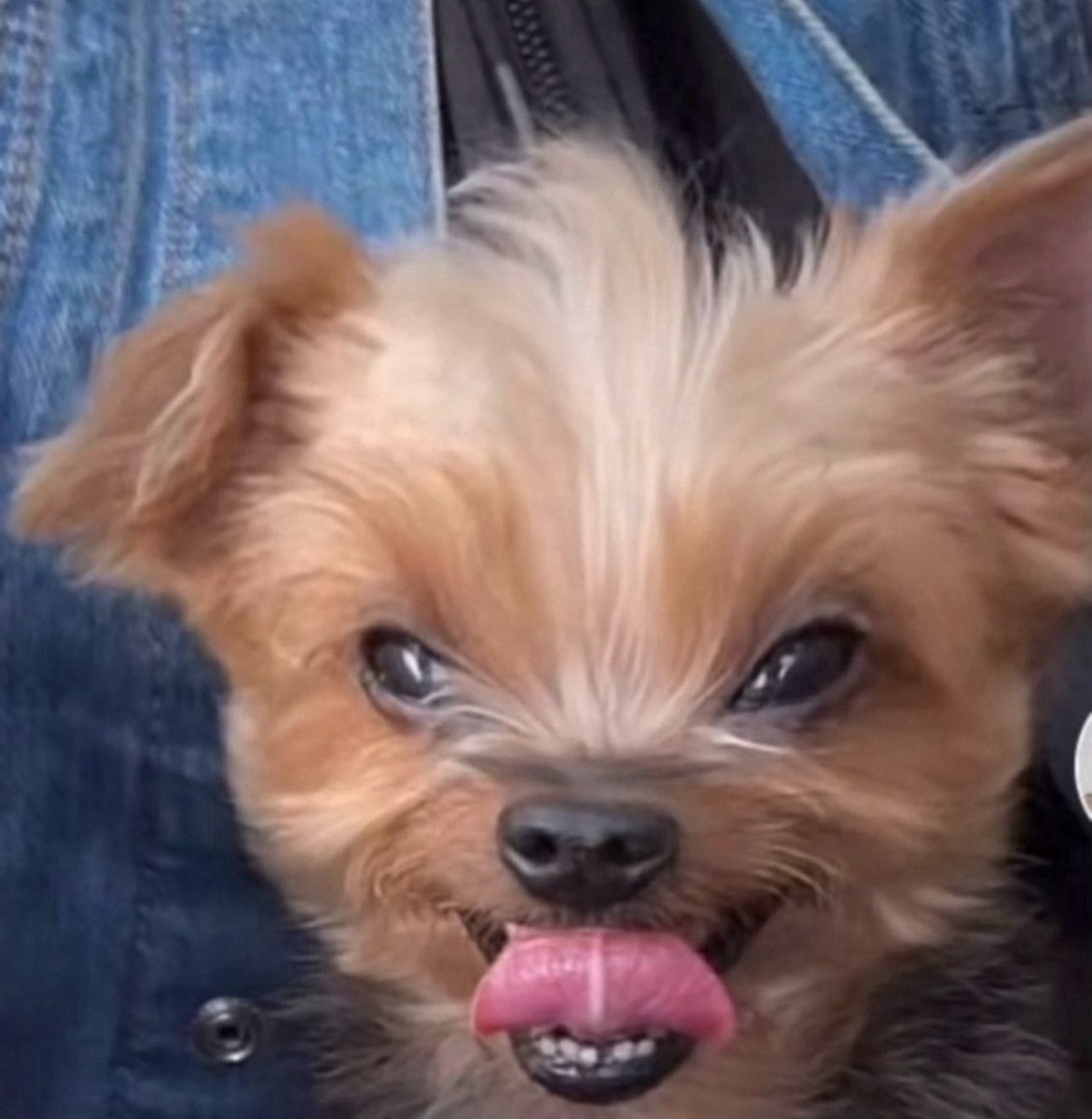 𝕯𝖊𝖒𝖔𝖓𝖎𝖆 🍉 tweet media