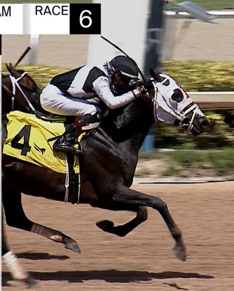 De Luca & Sons Stables Inc tweet media