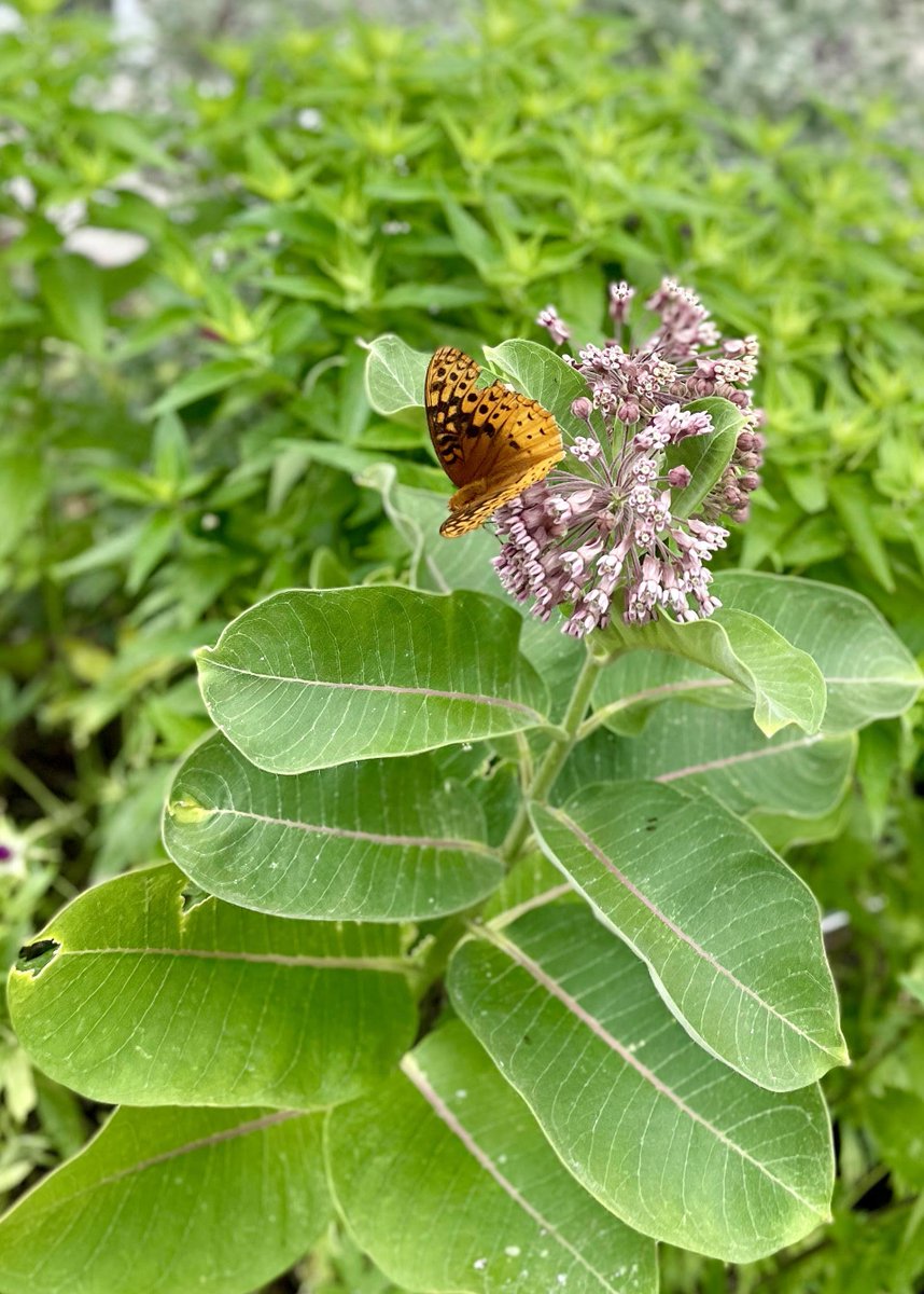 Columbia is proud to support monarch conservation through the Mayors’ Monarch Pledge! Since 2016: 48 acres of native habitat restored  Learn more: como.gov/public-works/s… Explore native plants: grownative.org