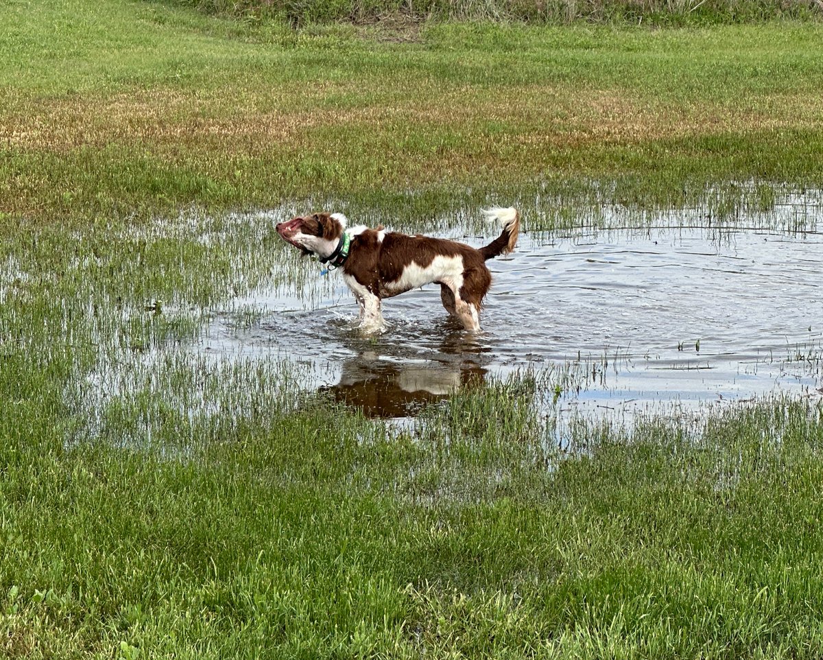 ABrittanyRescue's tweet photo. 🐾Who else wants to join the Puddle Party?
#ABRfoster Roger says there’s nothing better than a good puddle romp after a storm! We want to see those muddy paws and happy faces! 🐶🫶
#PuddleParty #ABRhappytails #Americanbrittneyrescue #ABRAdventures https://t.co/szVjX9Jzdd