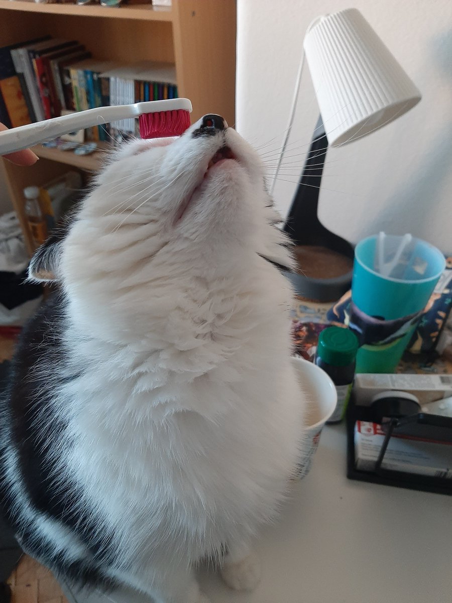 Late Kimchi's #ThrowbackThursday ❤
I read somewhere that cats like to be pet by toothbrush on the head because it reminds them how their mom cleaned them. I don't know if it's true but Kimchi loved that. It was always such a gentle moment between us.