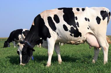 MUExtAgEnviron's tweet image. Join MU Extension for the Missouri Dairy Summer Social on June 5 in Vanzant, where dairy lovers and industry folks gather for a fun-filled day of learning and networking! 🐄 Whether you're a dairy pro or just love cows, you’re invited to chill with us! extension.missouri.edu/events/missour…