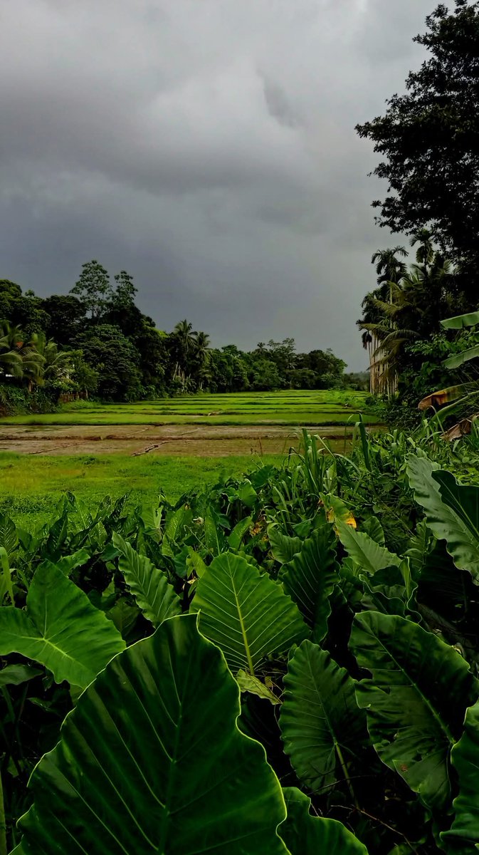 කුළින් කුළම සිහිල'ඹ වැහෙන      කඳුරුය
දොළින් දොළම කල් යල් කරන     කුඹුරුය
පළින් පළම තල් පොල් ගේ වතු    මැඳුරුය
තළින් තළම පුල් පියුමු'පුල         පඬෙරුය

- හංස සංදේශය -
Sri Lanka ❤️