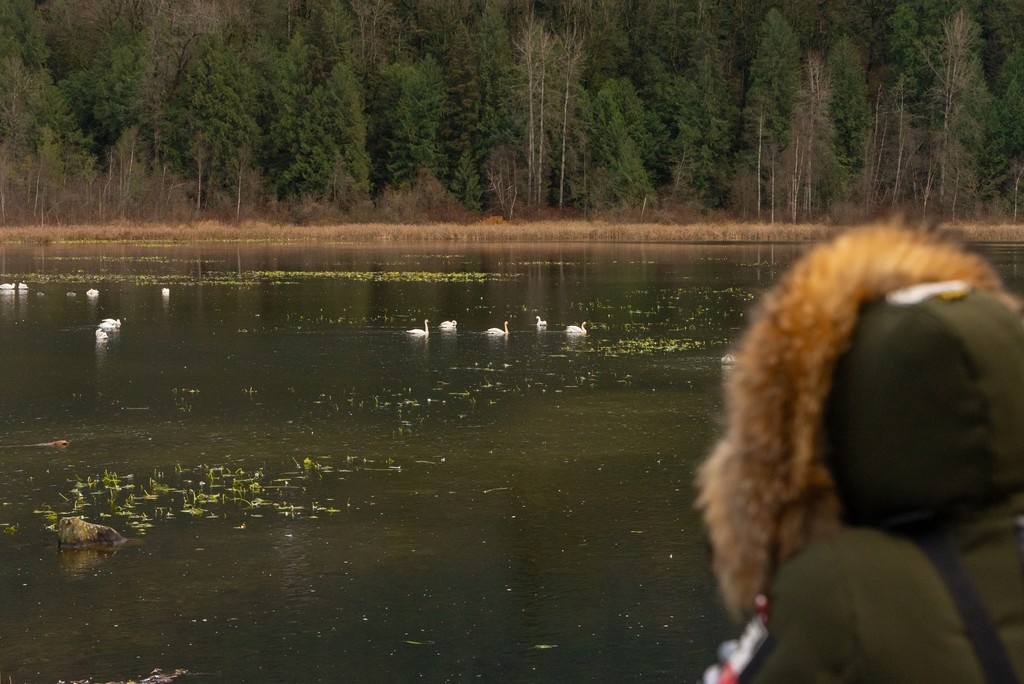 Harrison River Valley is home to sandy beaches, hot springs, &amp; unique bird habitats. 🗺️ Build your own itinerary! Head to our Harrison River Valley itinerary to pick and choose from an array local restaurants and bars, accommodation options, and birding hotspots for any season.