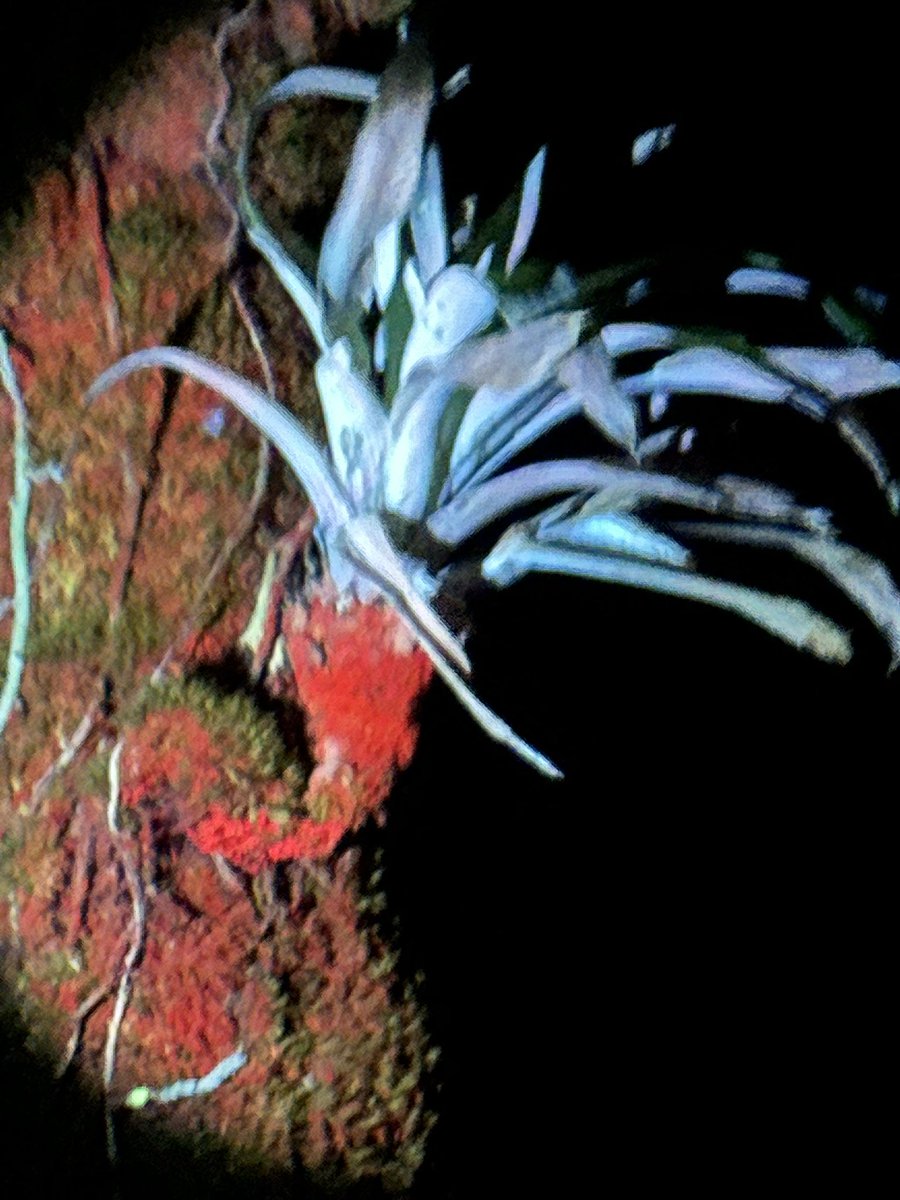 SoniaDonaPerez's tweet photo. ¡ Emocionante visita de noche en el tope del volcán #Mombacho !
Descubierta de #salamandras, de la rana verde de ojos rojos … que tenemos respetar y proteger entre otros peligros del cambio climático. Homenaje a los que dedican su vida a la preservación.
@MarenaNicaragua
@francediplo_ES
#Nicaragua
@WWFFrance
