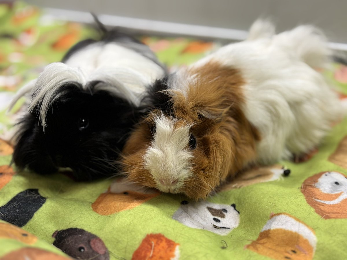Today we welcomed Rose and Niade 🥰
Two young girls used to humans. They were with two children who became allergics to piggies 😔