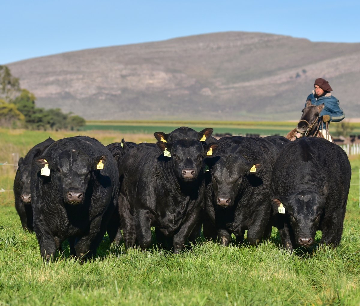 Toros Angus negro PC de Cabaña DON BENJAMÍN para el 6° Remate Anual de Cabañas Integradas Santafesinas, a realizarse el 4 de julio en Colonia Silva (Santa Fe)
Dos años y medio, Inmunizados contra la tristeza, listos para salir a trabajar en cualquier campo de cría.
