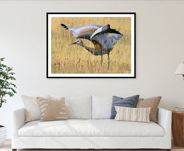 Sandi OReilly @sandioreilly
Sandhill Crane Near The Lake > HERE: sandi-oreilly.pixels.com/featured/sandh…
#sandhill #crane #bird #wings #gray #redish #head #long #neck #countryside #field #landing #near #lake #water #decor #wallart #giftideas #products #photo #buyintoart #SandiOReillyArt